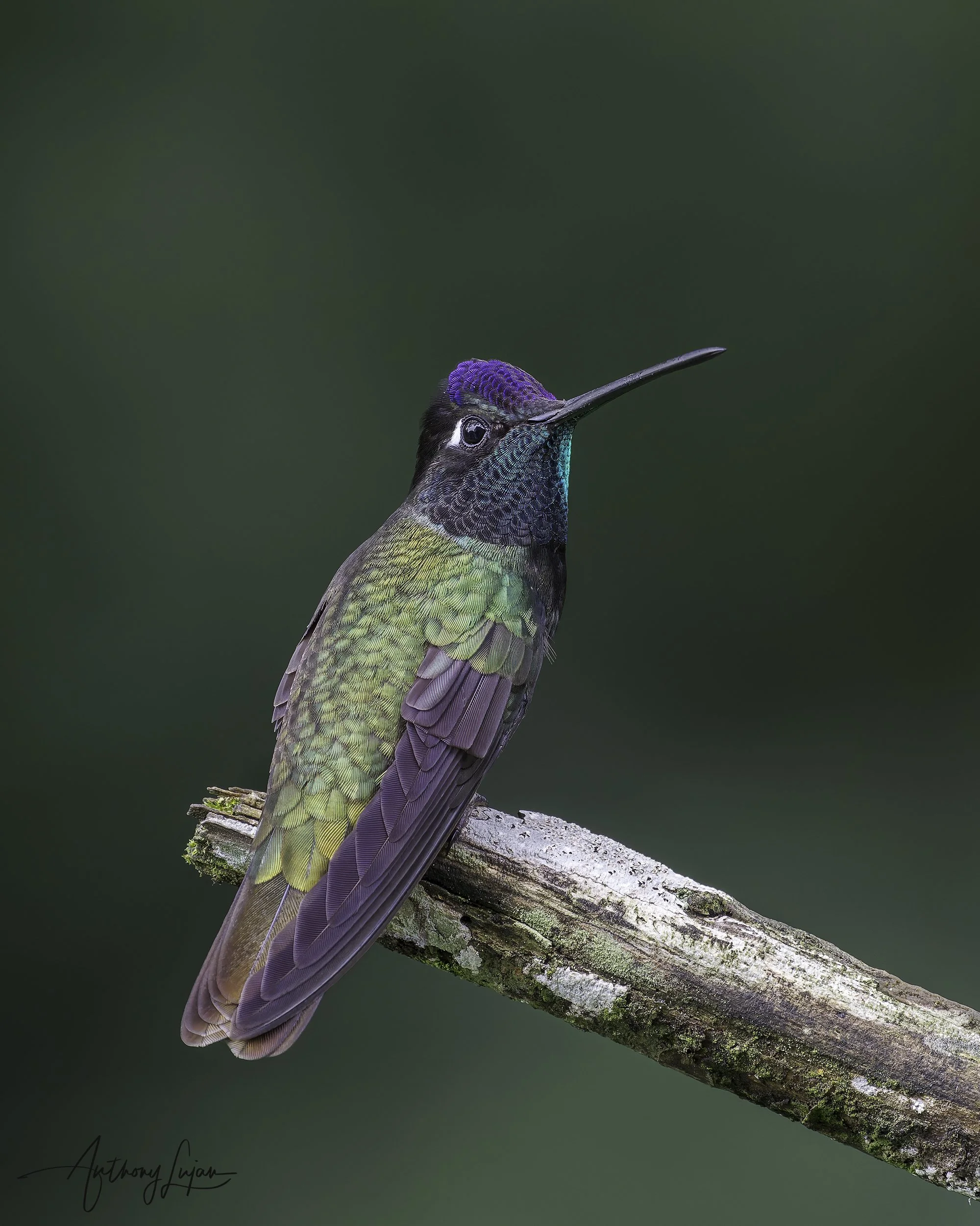 Rivoli's Hummingbird — Anthony Lujan